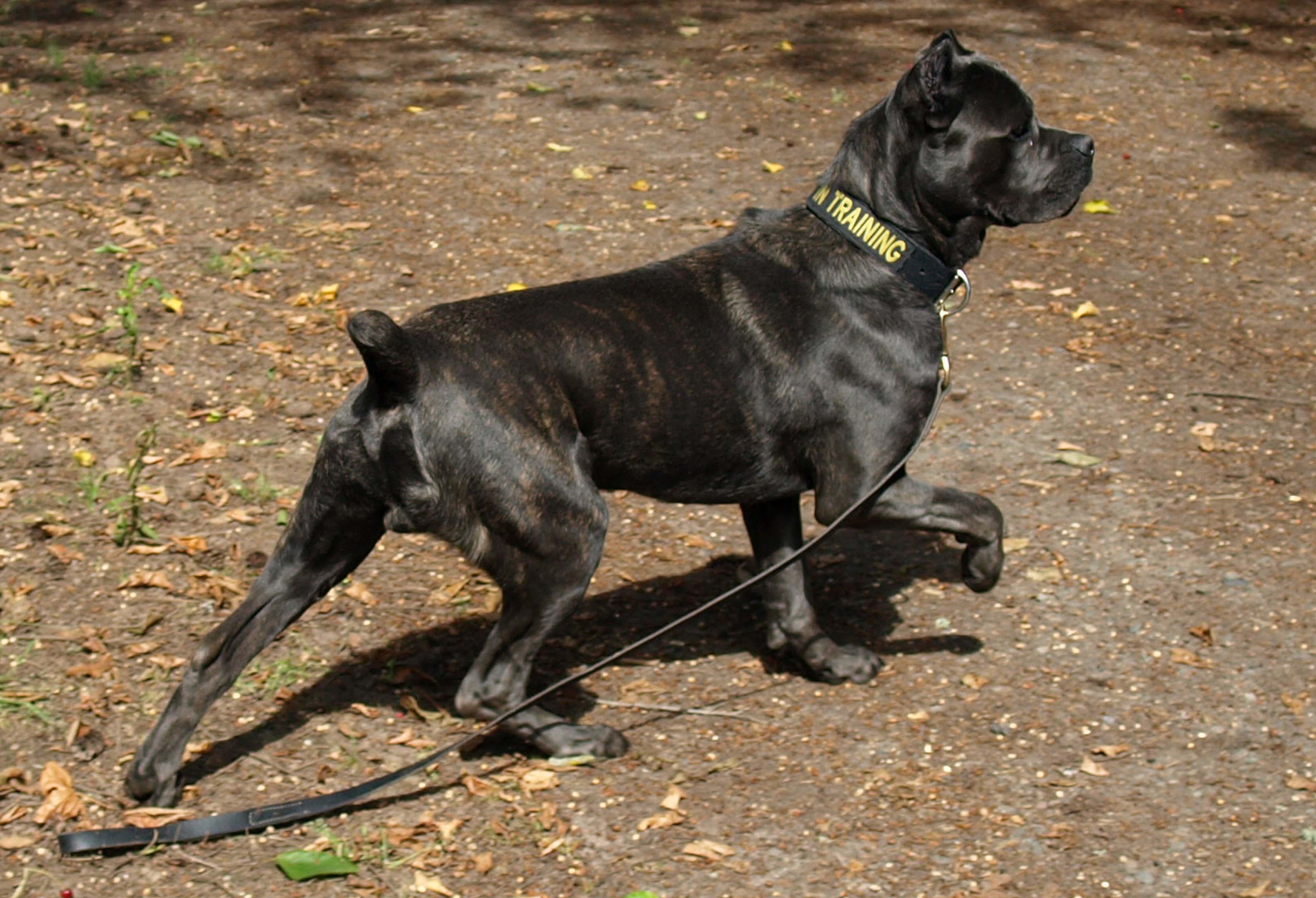 IMK9 Cane Corso Soldier