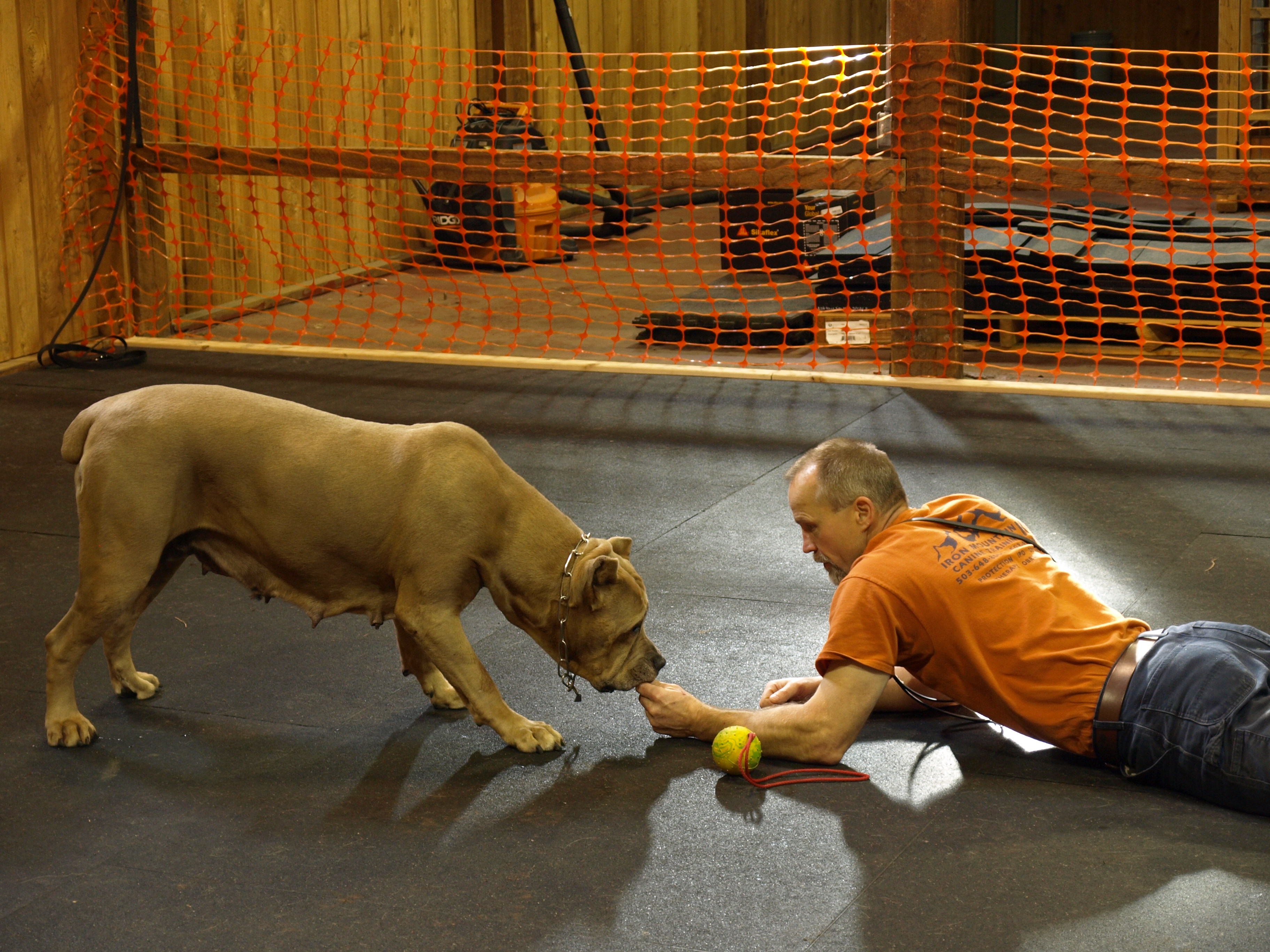 IMK9 Female Cane` Corso