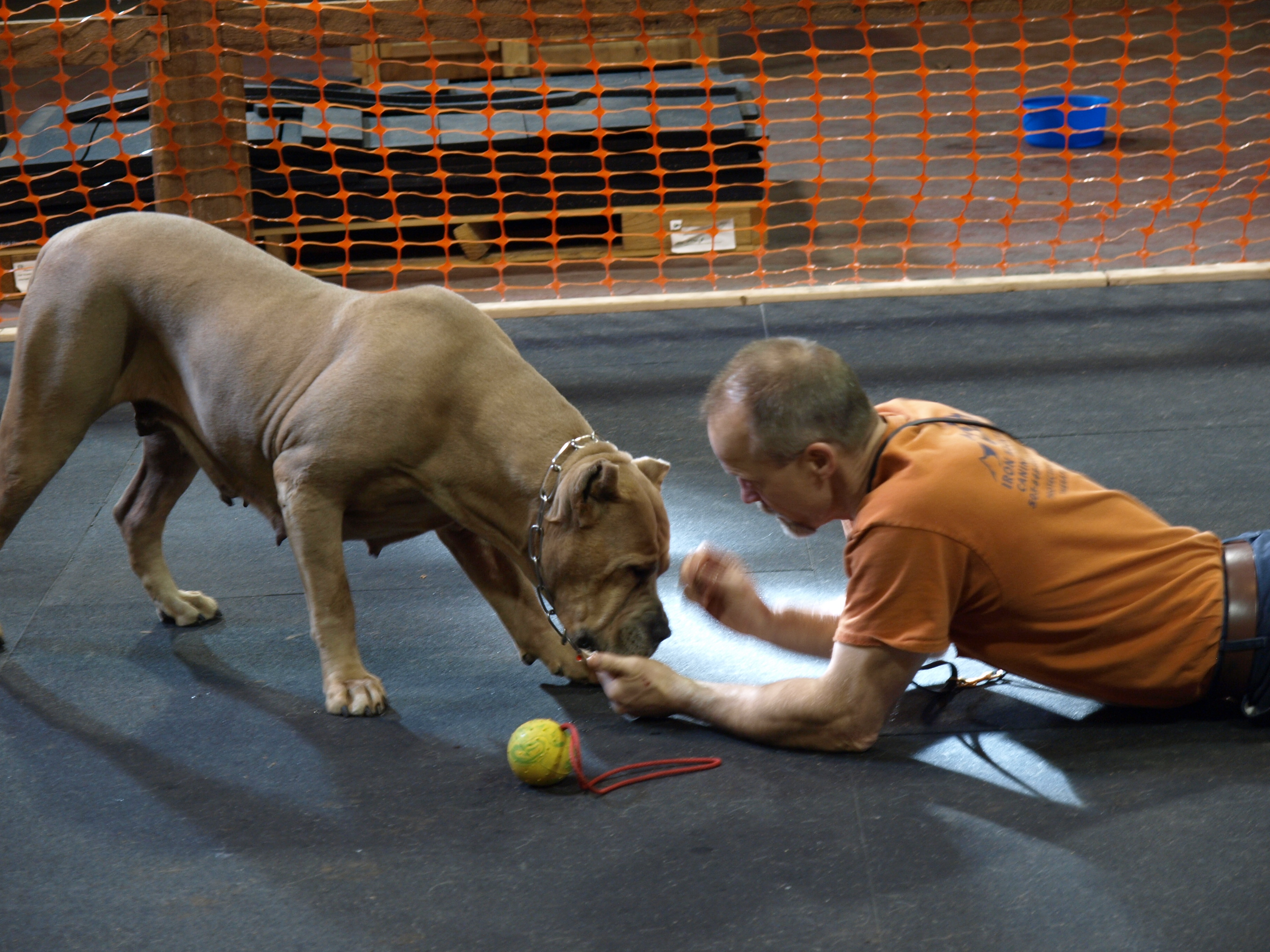 IMK9 Female Cane` Corso