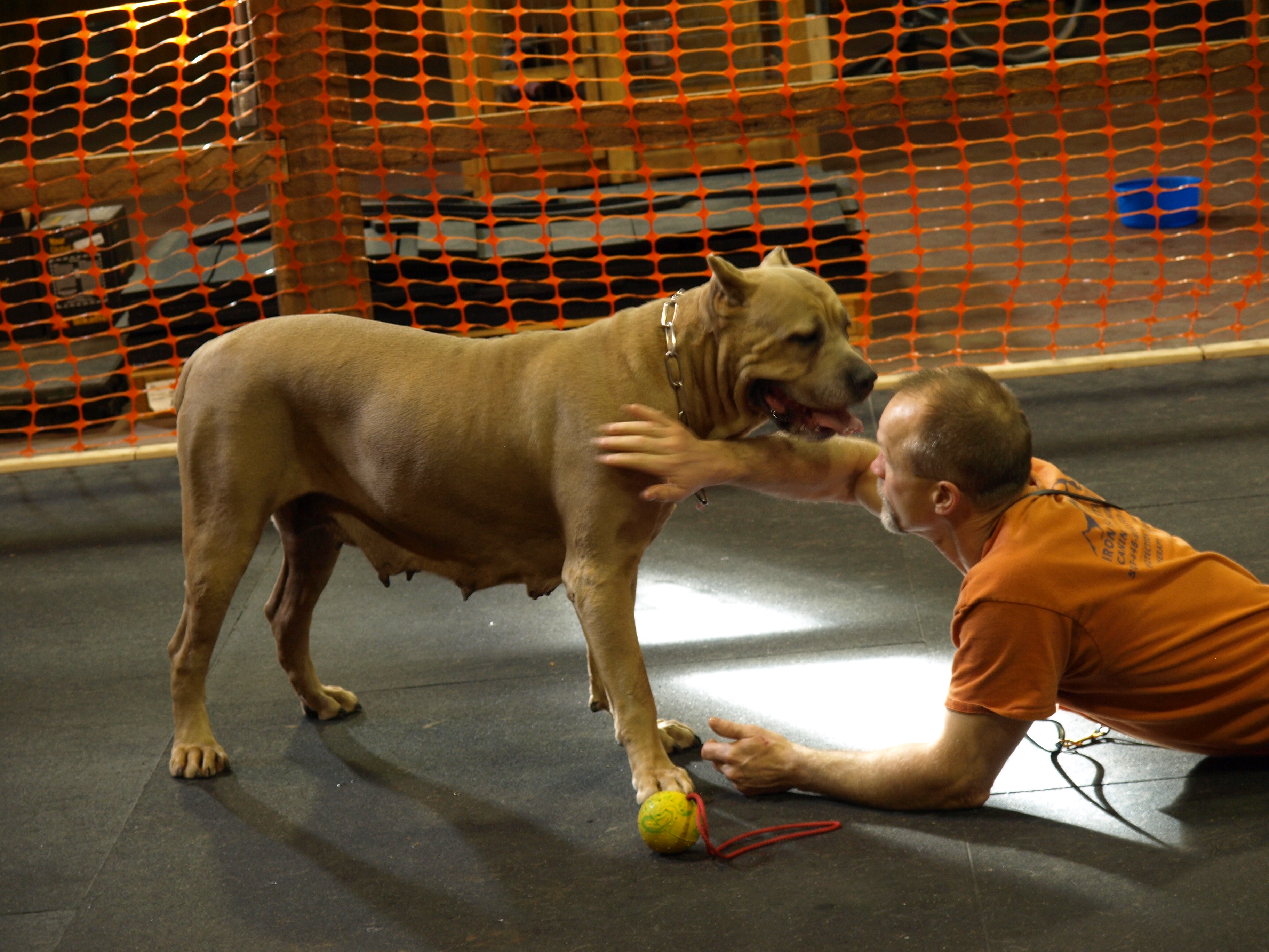 IMK9 Female Cane` Corso