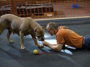 Iron Mountain K9's Female Cane' Corso